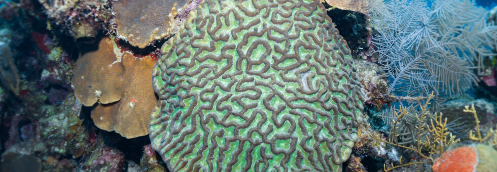 Build & Connect 2025: Reforma legislativa para la protección de los arrecifes de coral